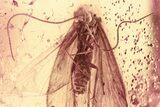 Detailed Fossil Caddisfly (Trichoptera) In Baltic Amber #372491-1